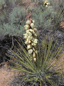 Yucca baileyi