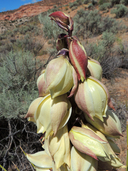 Yucca baileyi
