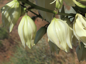 Yucca utahensis