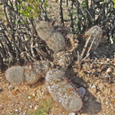 Mammillaria grahamii