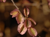 Phaeoptilum spinosum