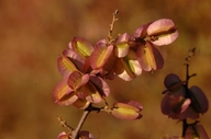 Phaeoptilum spinosum