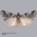 Acrobasis tricolorella
