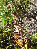 Scutellaria baicalensis