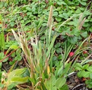 Agrostis densiflora