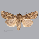 Spodoptera praefica