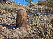 Ferocactus acanthodes ssp. acanthodes