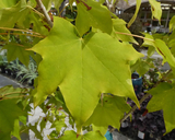 Acer pictum ssp. mono