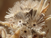 Blepharizonia plumosa