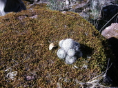 Mammillaria barbata