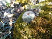Mammillaria montensis