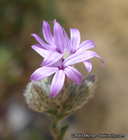 Lessingia leptoclada