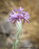 Lessingia leptoclada