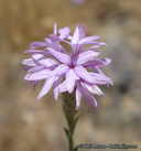 Lessingia leptoclada