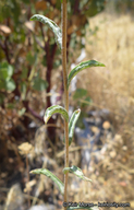 Lessingia leptoclada
