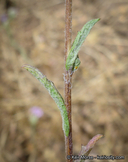 Lessingia leptoclada
