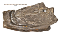 Omphalosaurus nevadanus