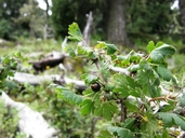 Ribes leptanthus