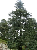 Picea engelmannii ssp. mexicana