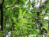 Salix paradoxa