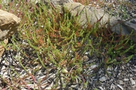 Lythrum hyssopifolia