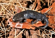 Ambystoma talpoideum