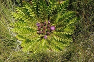 Cirsium scariosum var. congdonii