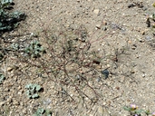 Gayophytum diffusum ssp. diffusum
