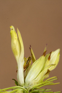Cordylanthus wrightii ssp. tenuilobus