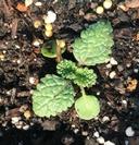 Salvia barrelieri