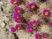 Echinocereus engelmannii