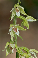 Epipactis leptochila ssp. neglecta