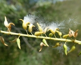 Salix gooddingii