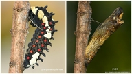 Papilio clytia lankeswara