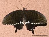 Papilio polytes romulus