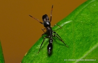 Myrmarachne melanocephala
