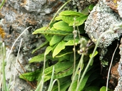 Pleopeltis polylepis