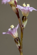 Boerhavia torreyana