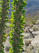 Fouquieria splendens
