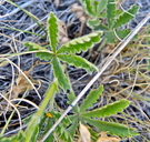 Potentilla gracilis var. gracilis