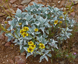 Encelia farinosa