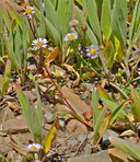 Symphyotrichum foliaceum var. apricum