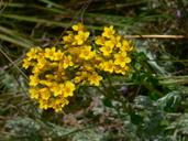 Sebaea natalensis