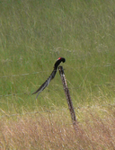 Longtailed Widowbird