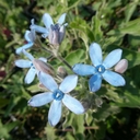 Blue Flowering Milkweed