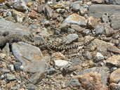 Gambelia wislizenii