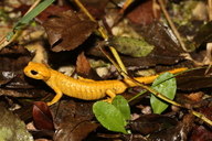 Salamandra salamandra bernardezi