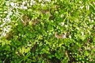 Gaultheria ovalifolia