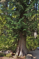 Thuja plicata
