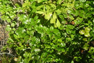 Gaultheria ovalifolia